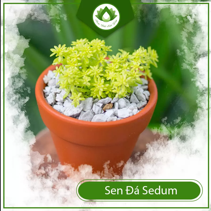 Sen đá Sedum